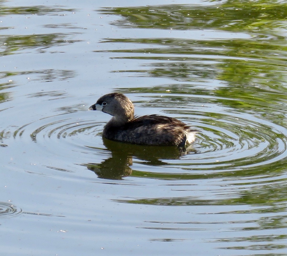 Pied-billed Grebe - ML608565308