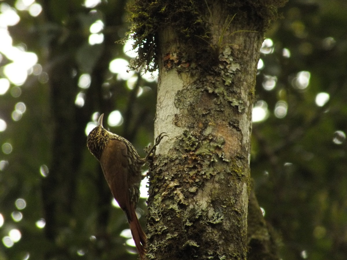 Scalloped Woodcreeper - ML608565311