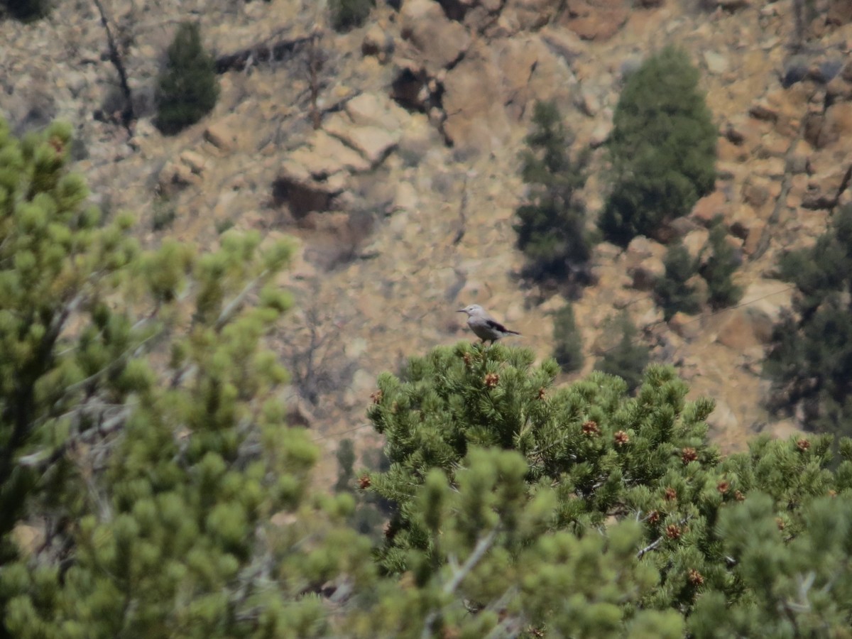 Clark's Nutcracker - ML608565319