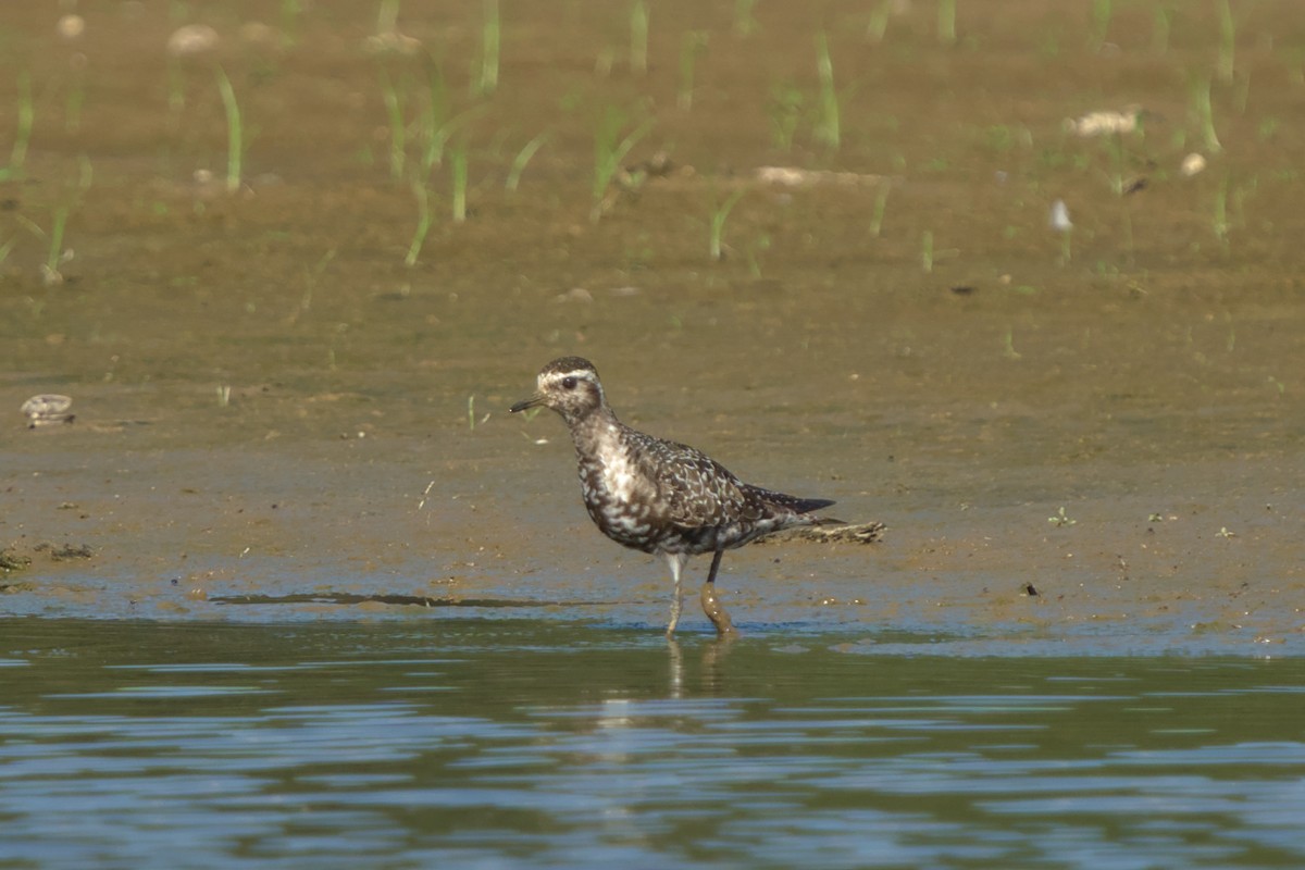 American Golden-Plover - Mark Montazer