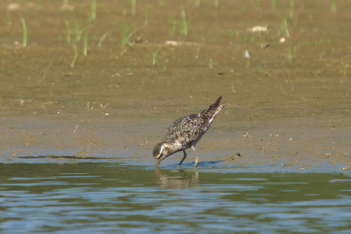 American Golden-Plover - ML608565348