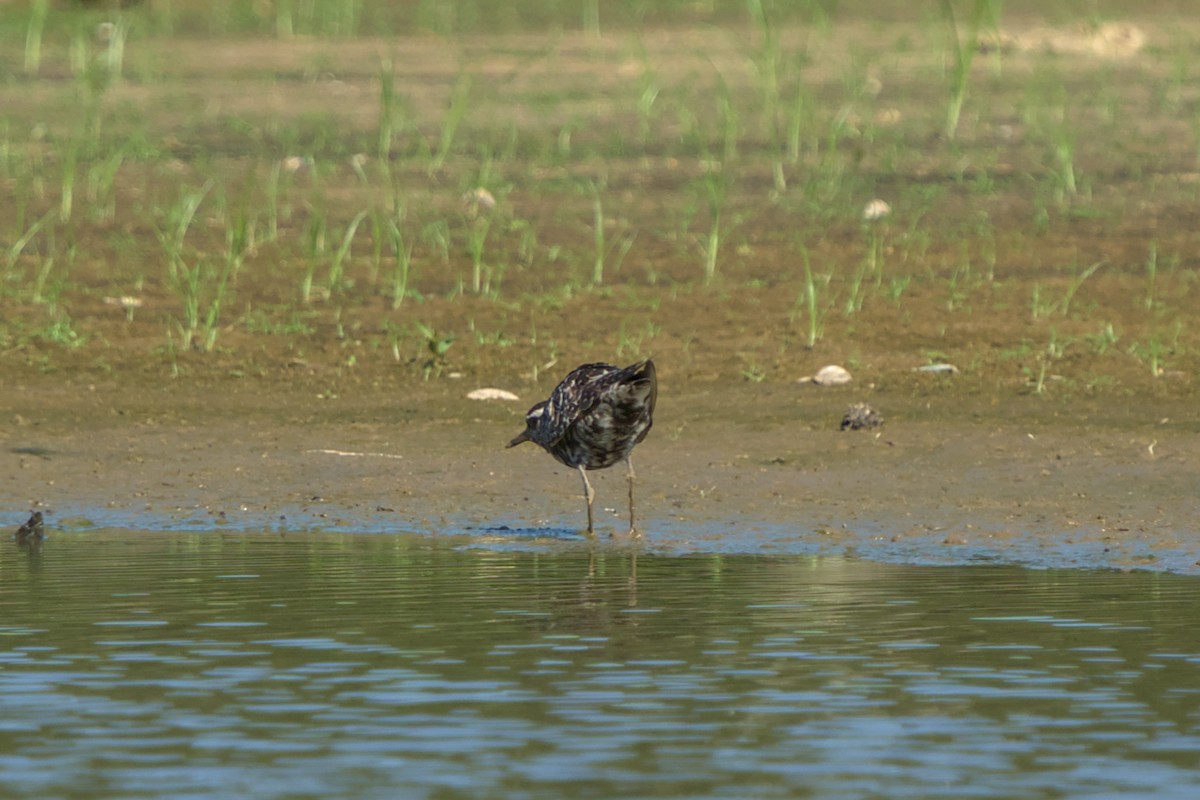 American Golden-Plover - ML608565349