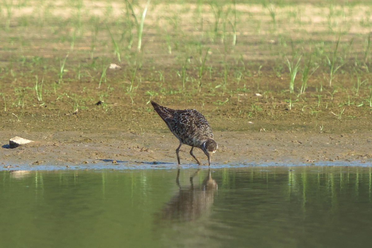 American Golden-Plover - ML608565350