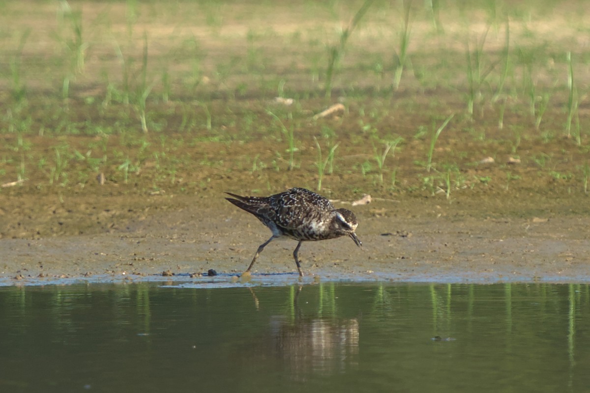 American Golden-Plover - ML608565351