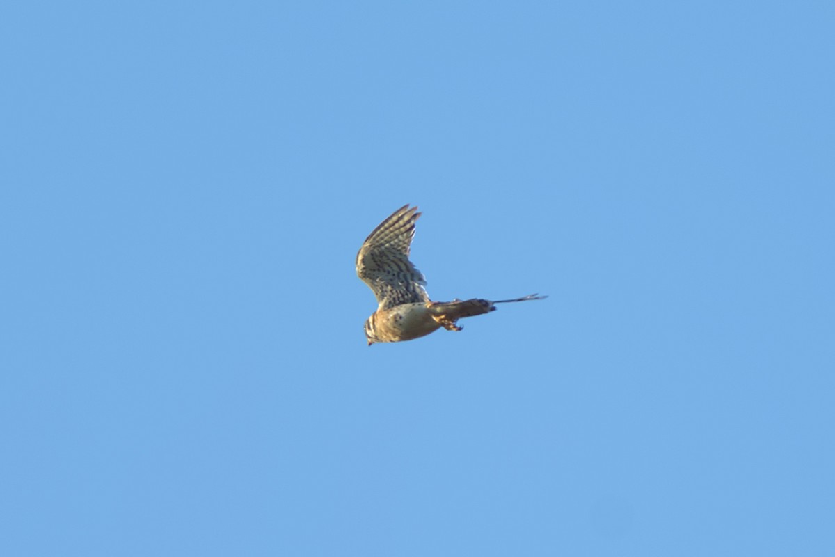 American Kestrel - Mark Montazer