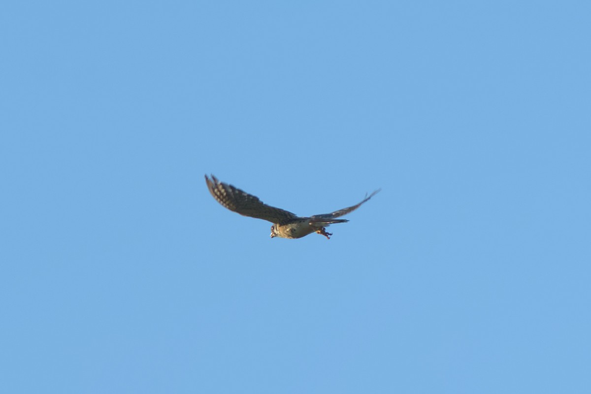 American Kestrel - ML608565424