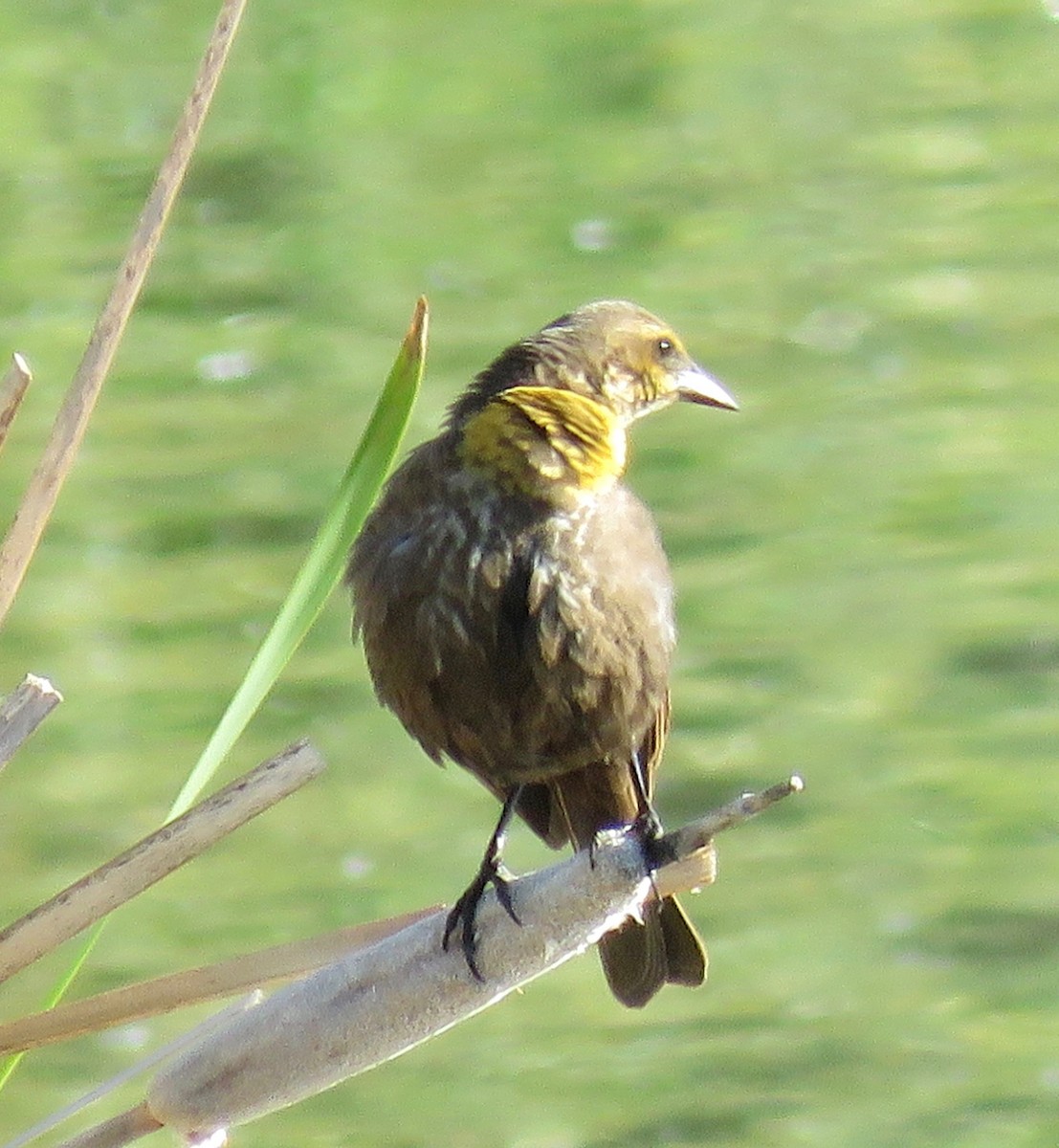 Yellow-headed Blackbird - Barb Thomascall