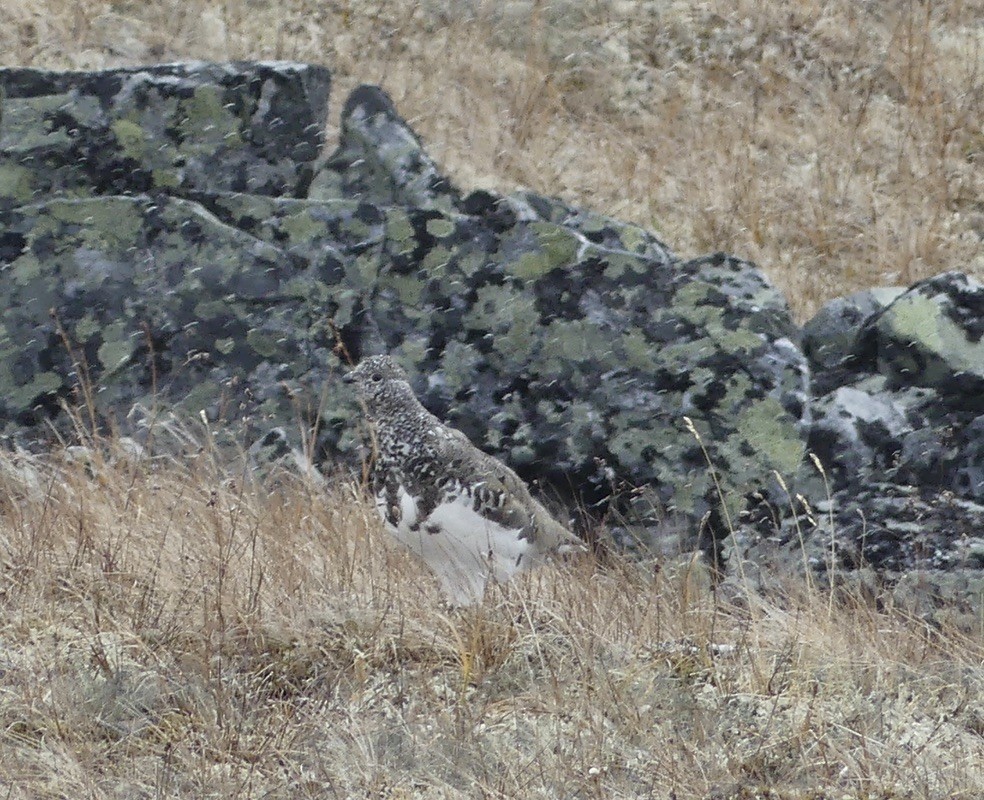 Rock Ptarmigan - ML608565519