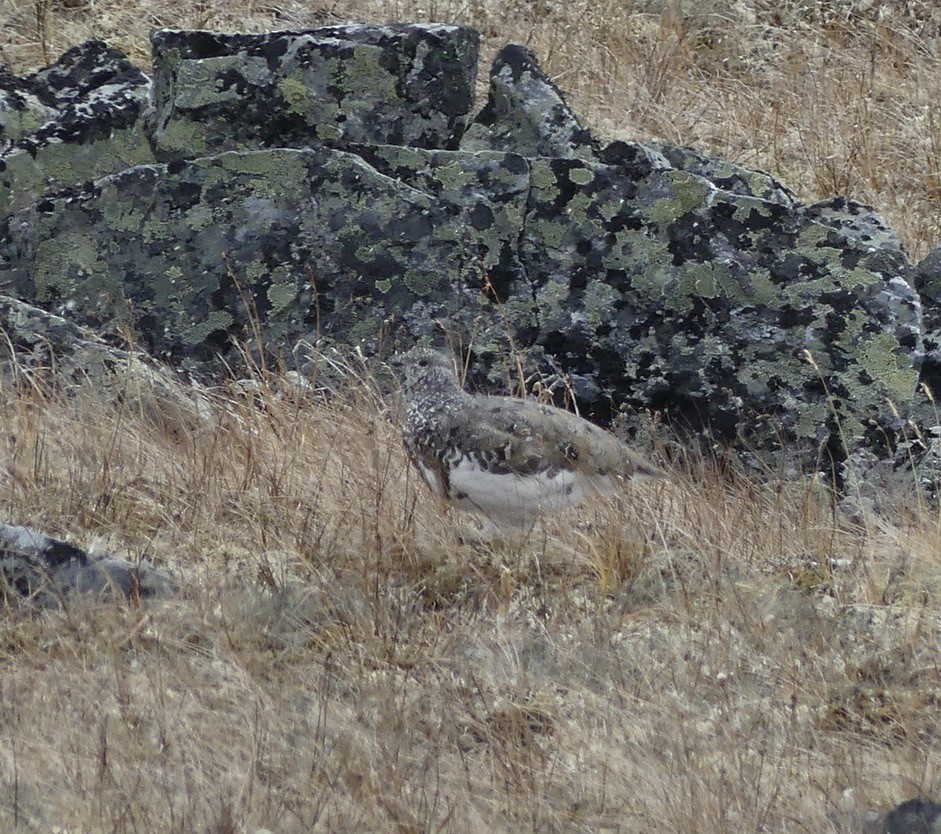 Alpenschneehuhn - ML608565533