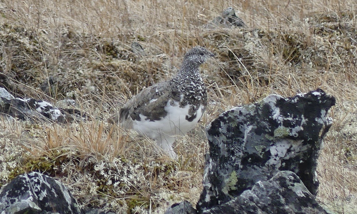 Rock Ptarmigan - ML608565542