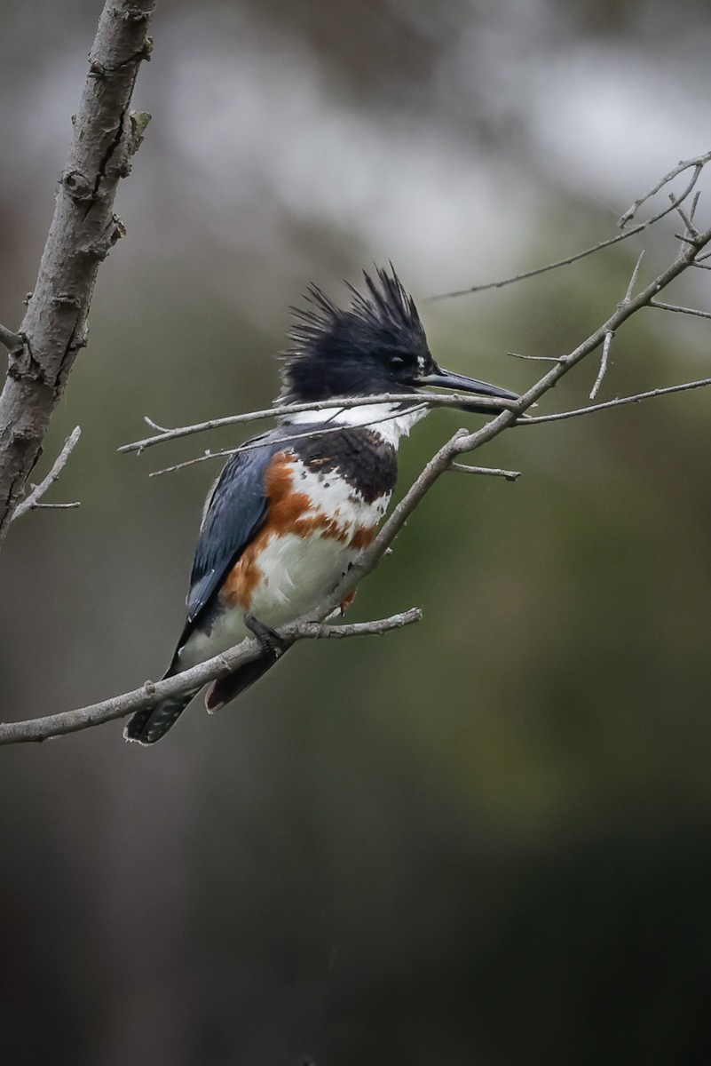 Belted Kingfisher - ML608565544