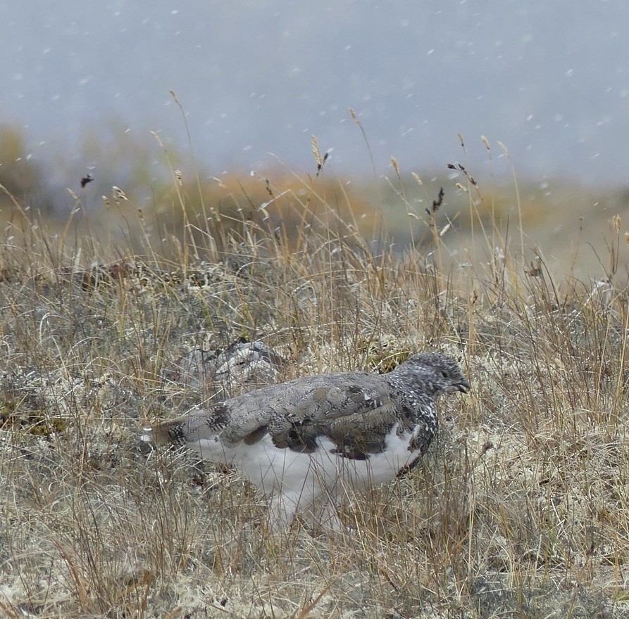 Rock Ptarmigan - ML608565549