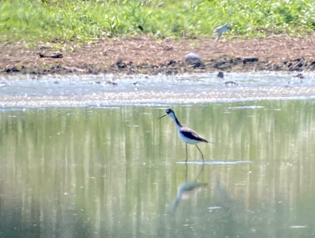 Black-necked Stilt - ML608565567