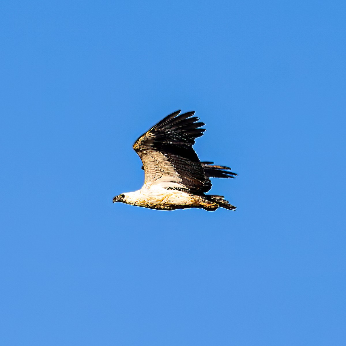 White-bellied Sea-Eagle - ML608565602