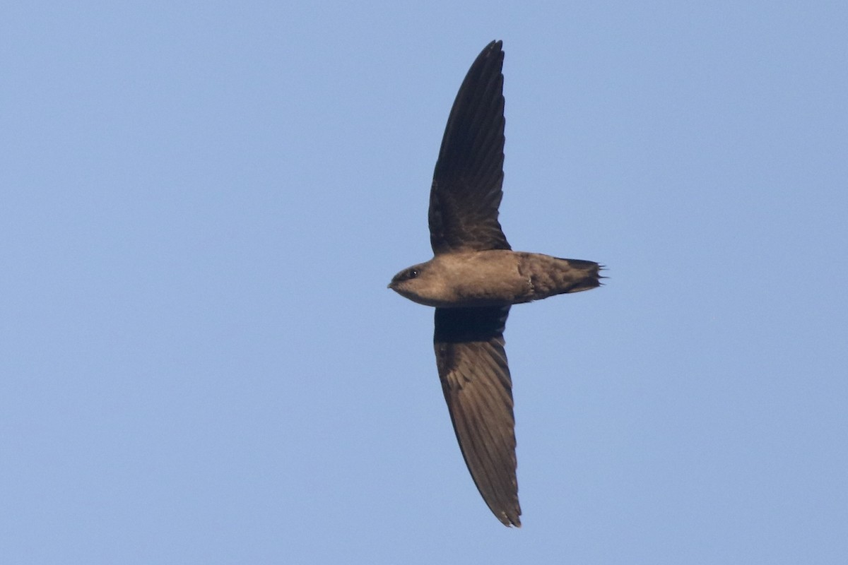 Chimney Swift - ML608565673