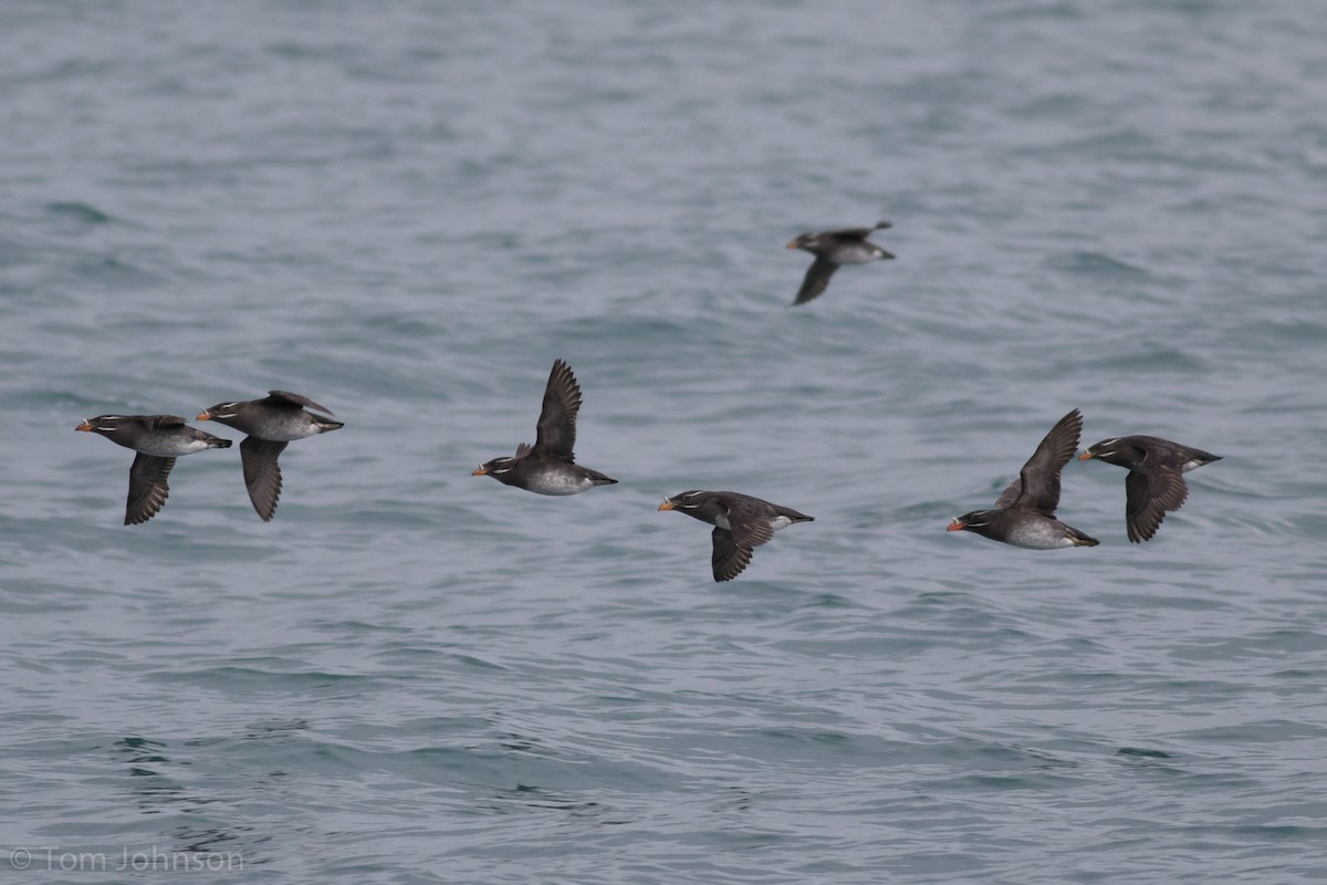 Rhinoceros Auklet - Tom Johnson