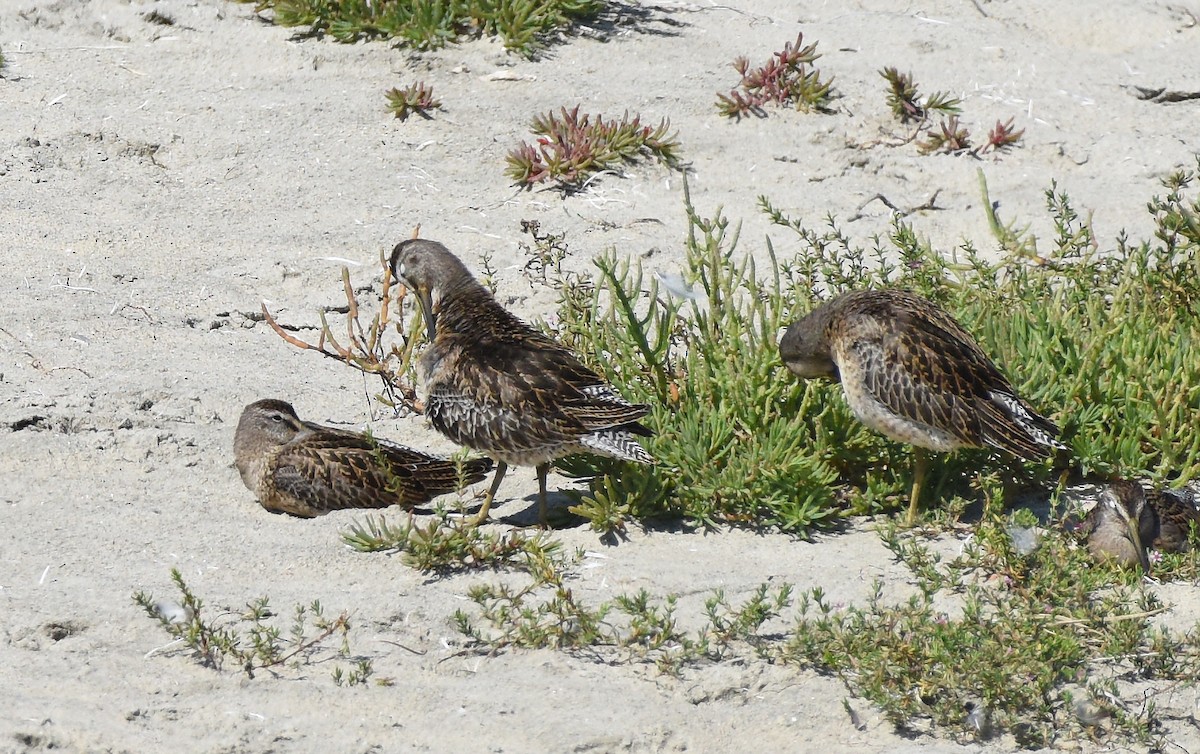 Short-billed Dowitcher - ML608565726