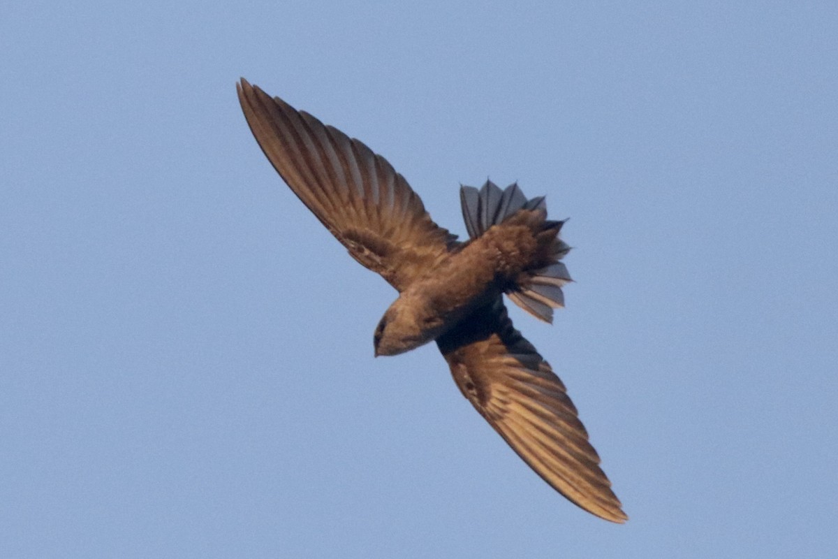 Chimney Swift - ML608565754