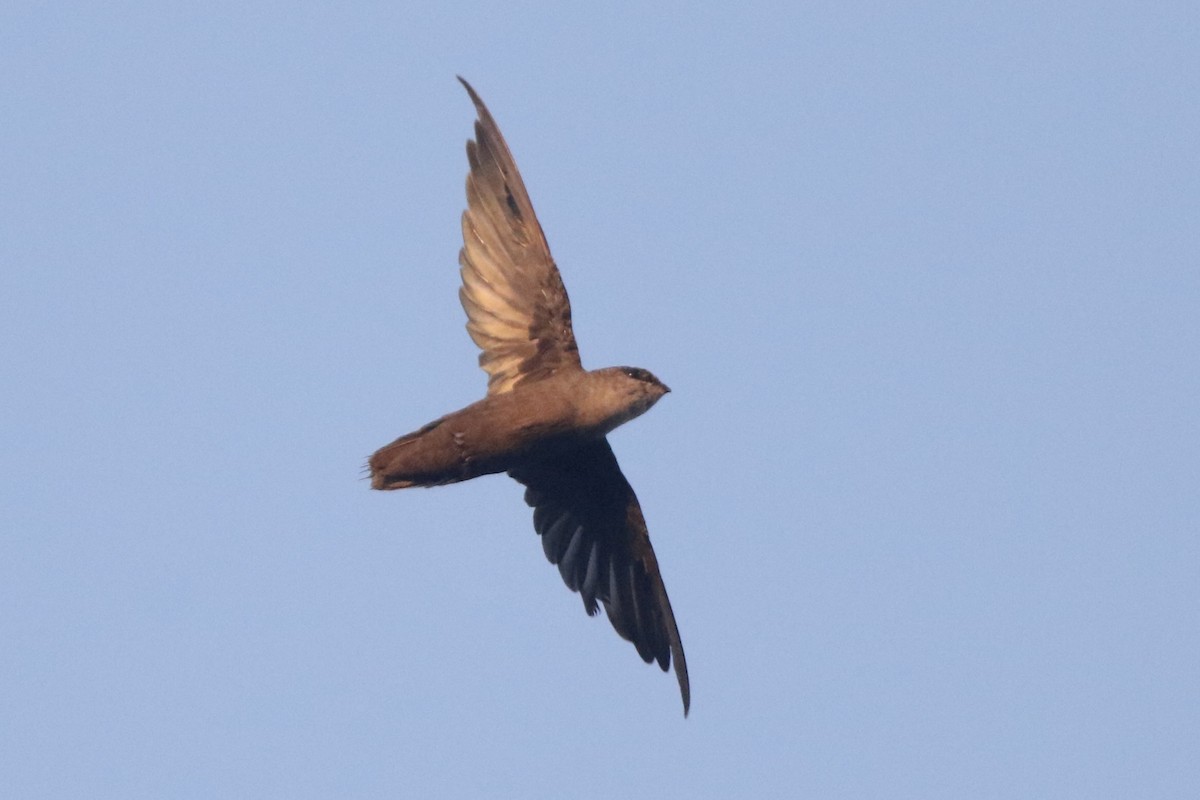 Chimney Swift - ML608565775