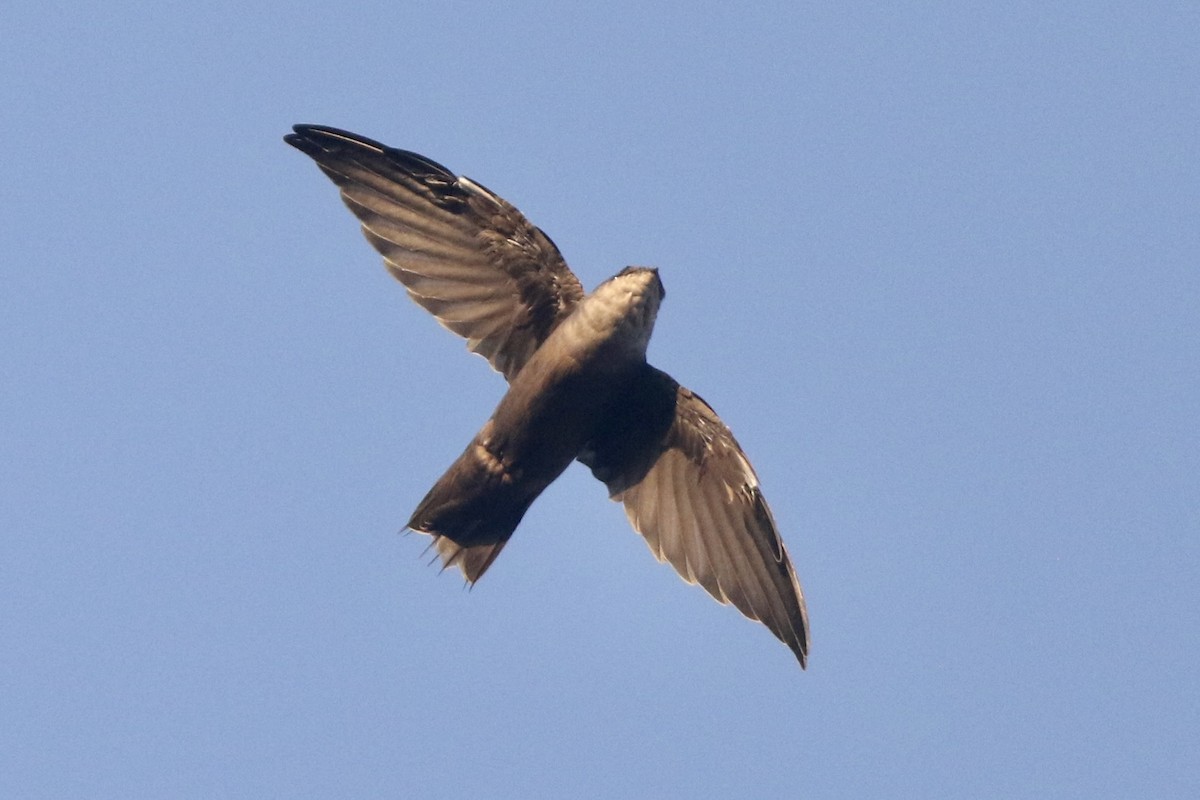 Chimney Swift - Karl Bardon