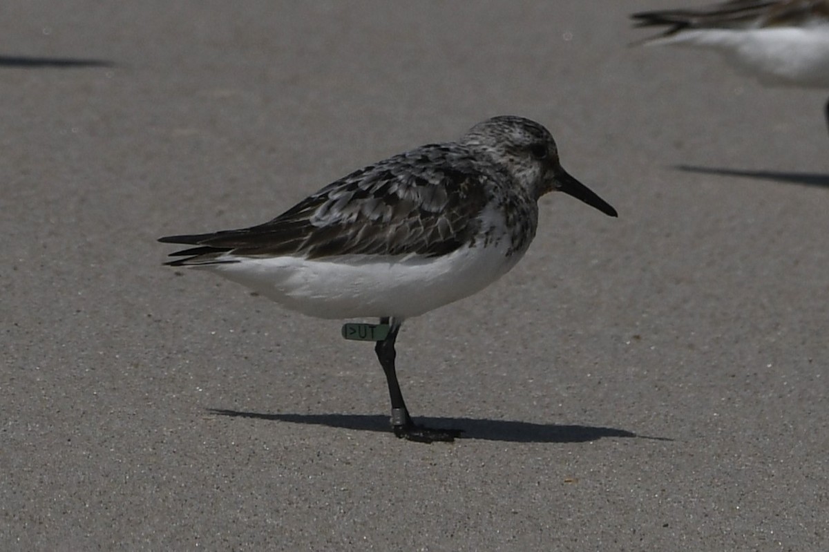 Piovanello tridattilo - ML608565855