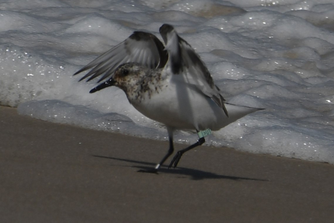 Piovanello tridattilo - ML608565856