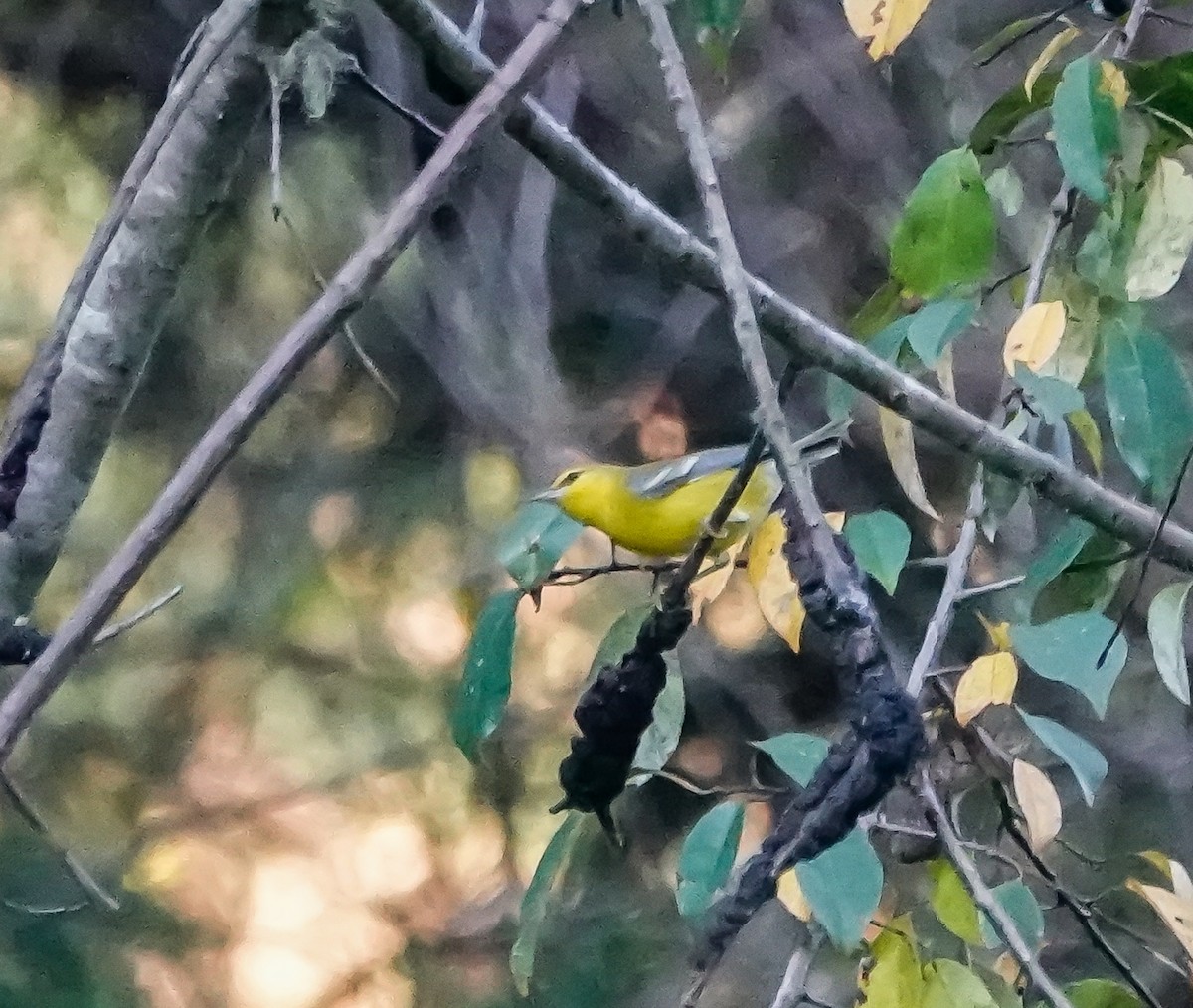 Blue-winged Warbler - ML608565869