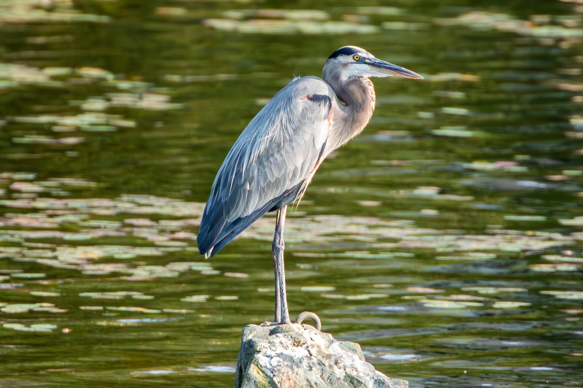 Great Blue Heron - ML608565911