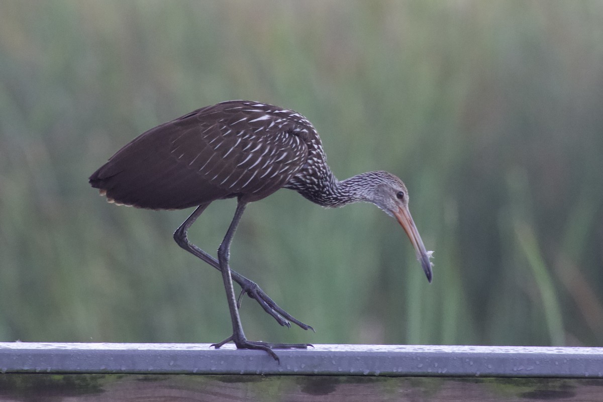 Limpkin (Speckled) - ML608565917