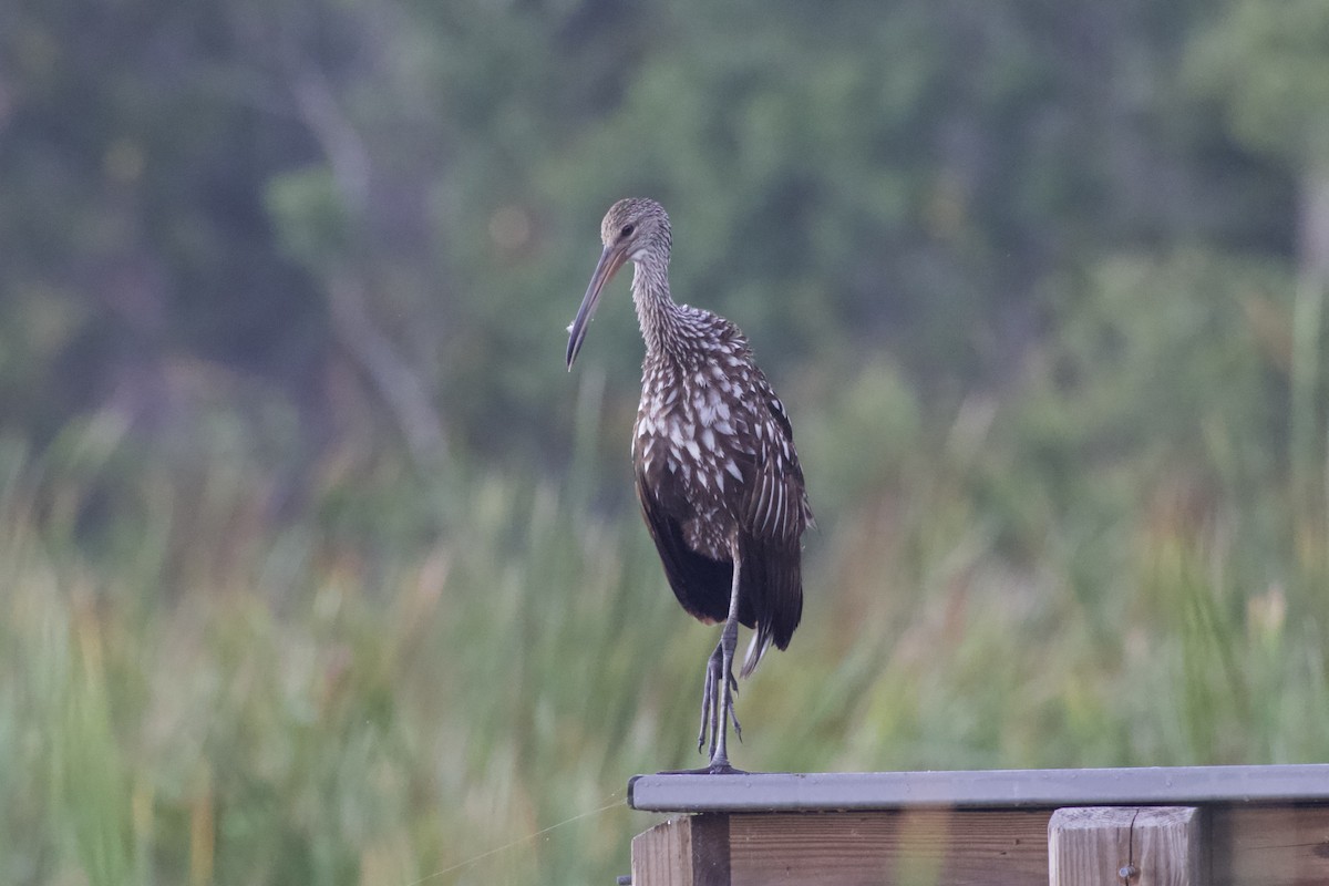 Limpkin (Speckled) - ML608565919