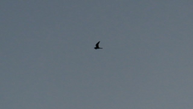 Common Nighthawk - ML608565928