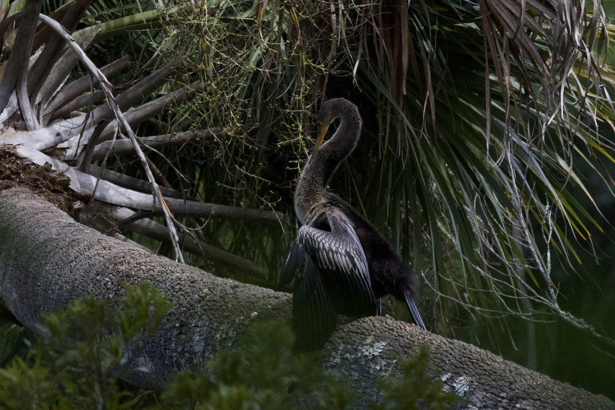 Anhinga - ML608565968