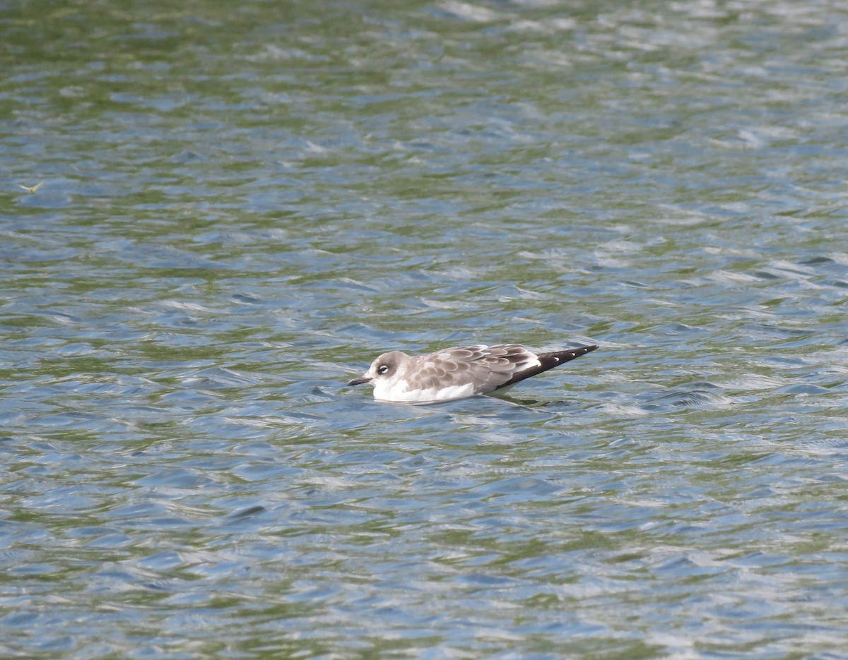 Franklin's Gull - ML608566005