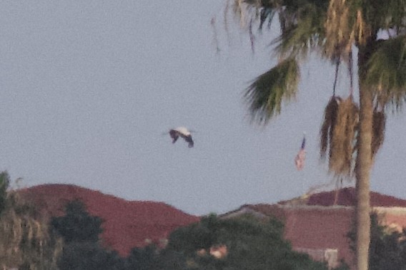 Wood Stork - ML608566018