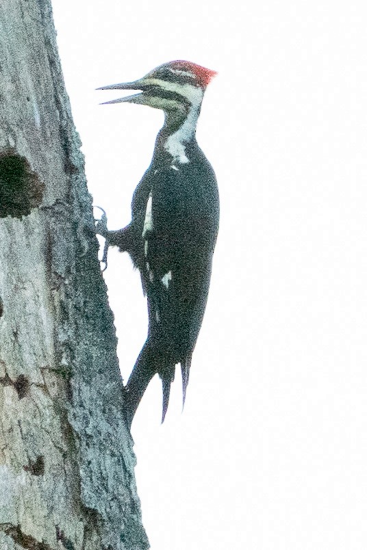 Pileated Woodpecker - ML608566119