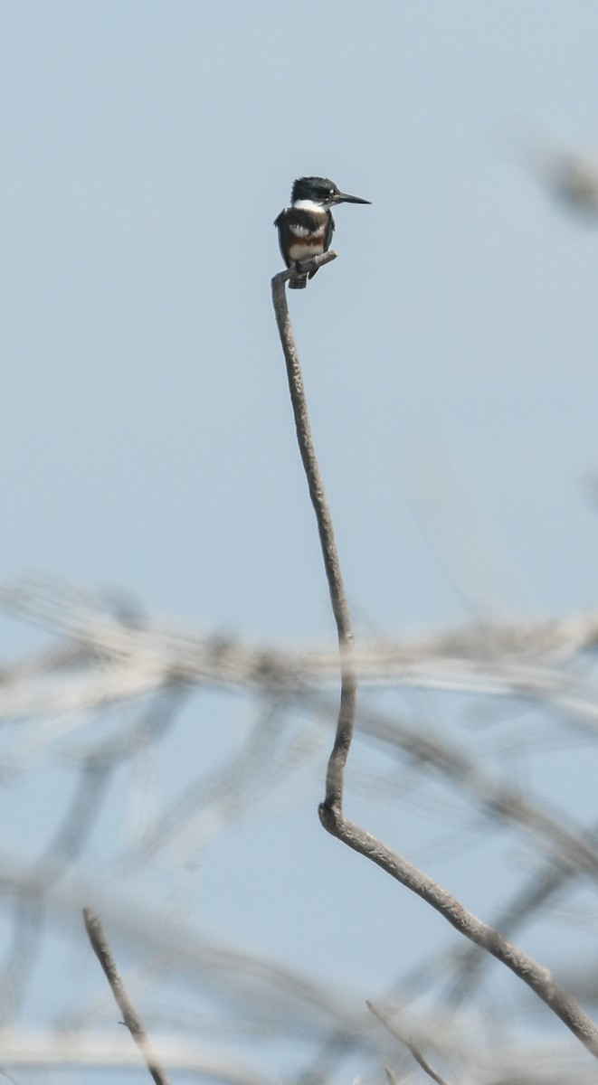 Belted Kingfisher - Margaret Poethig