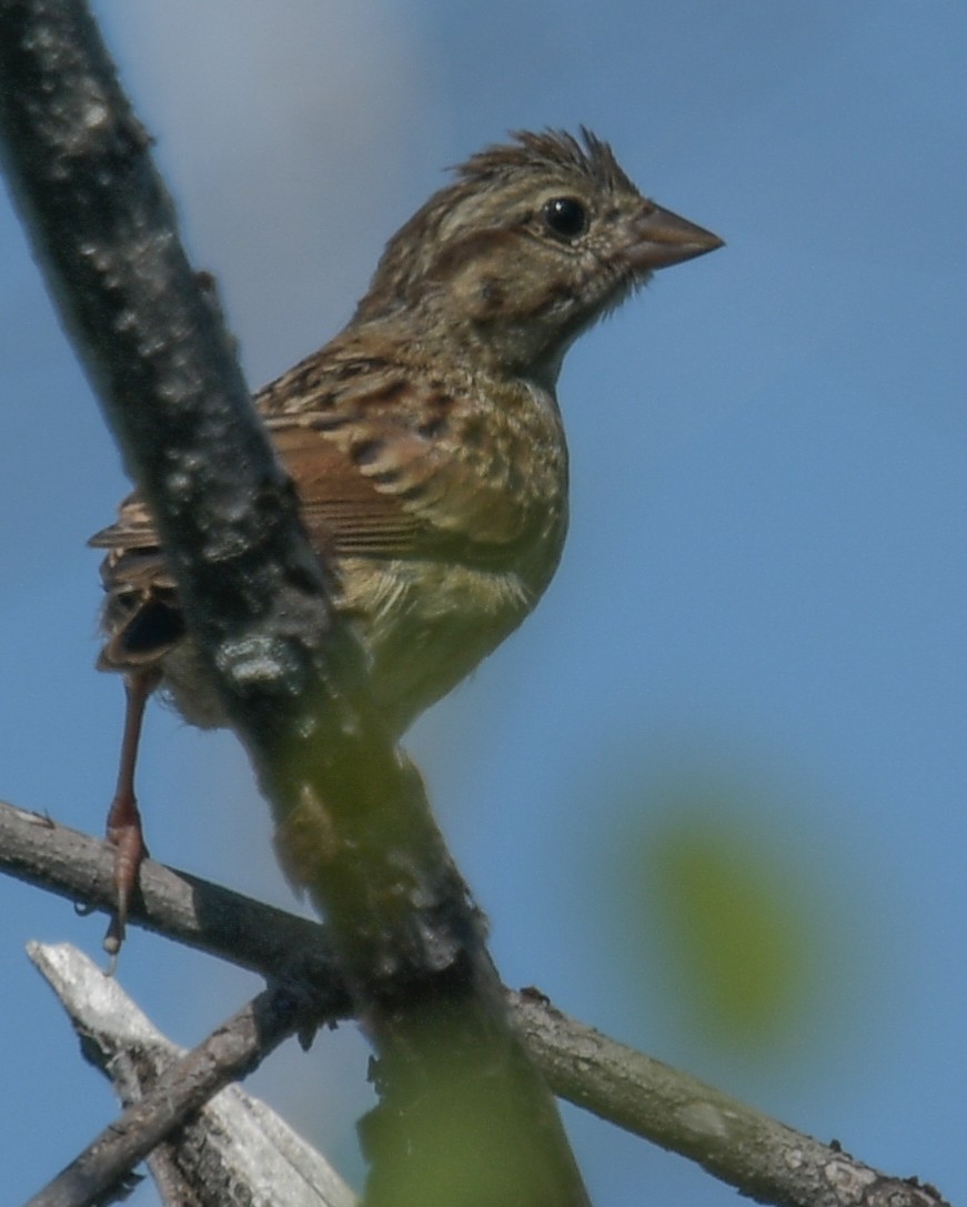 Song Sparrow - ML608566138