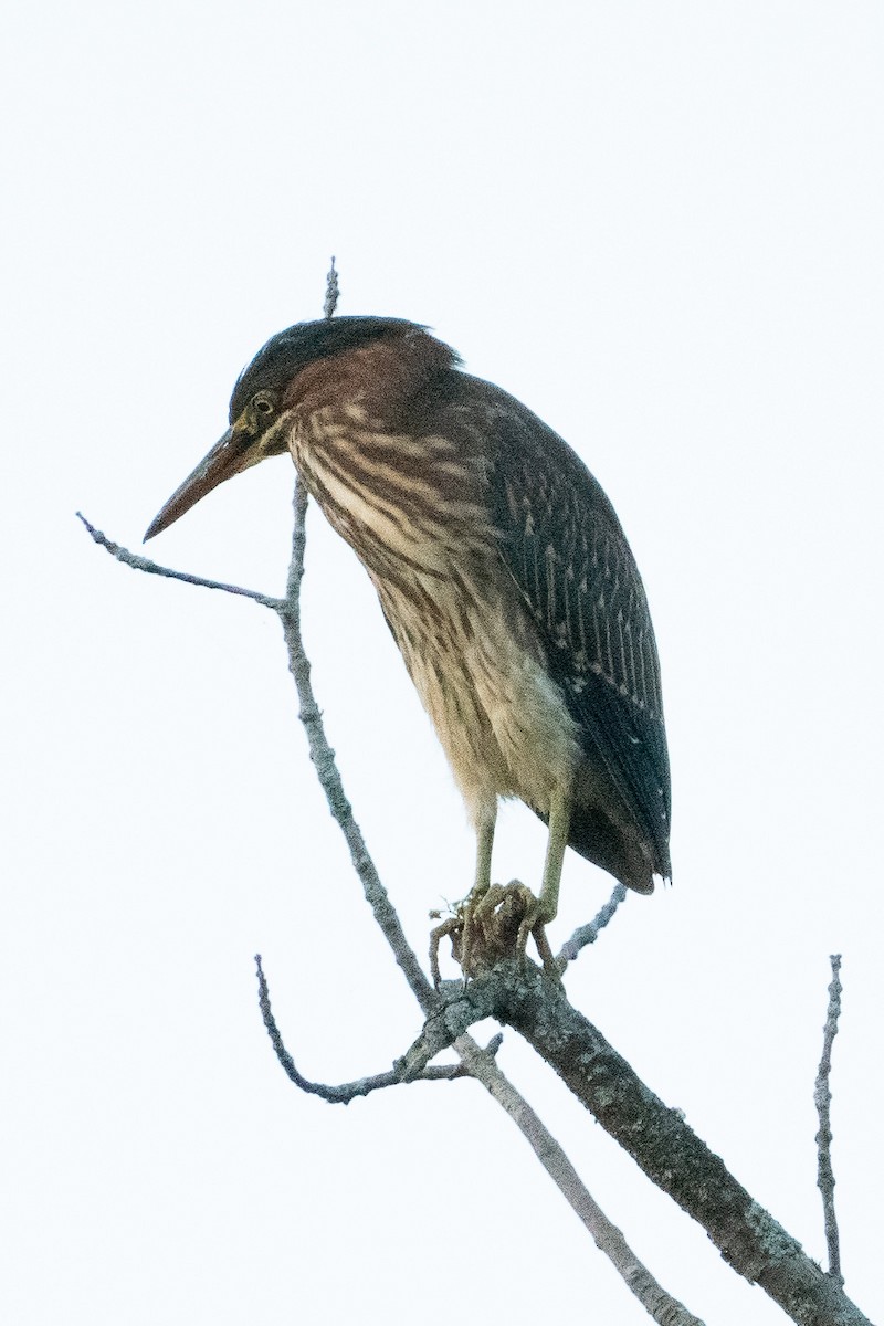 Green Heron - ML608566144