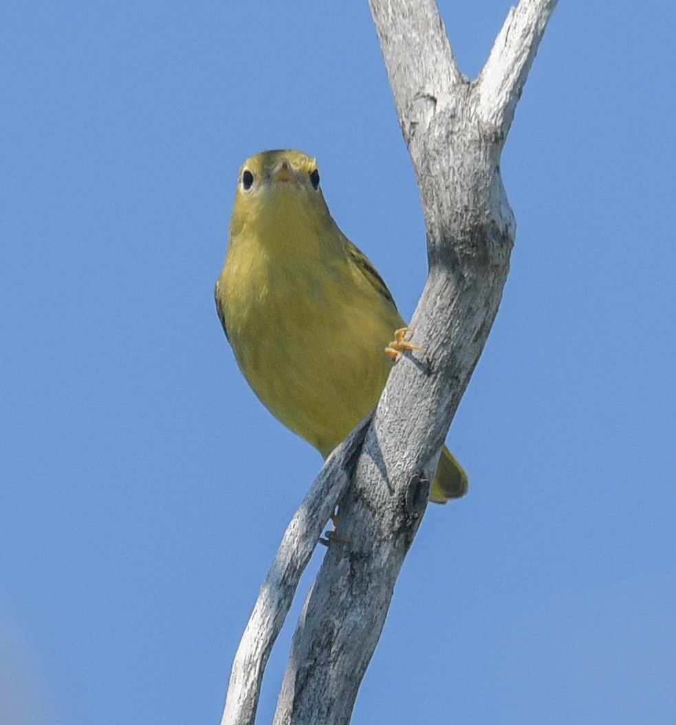 Yellow Warbler - ML608566148
