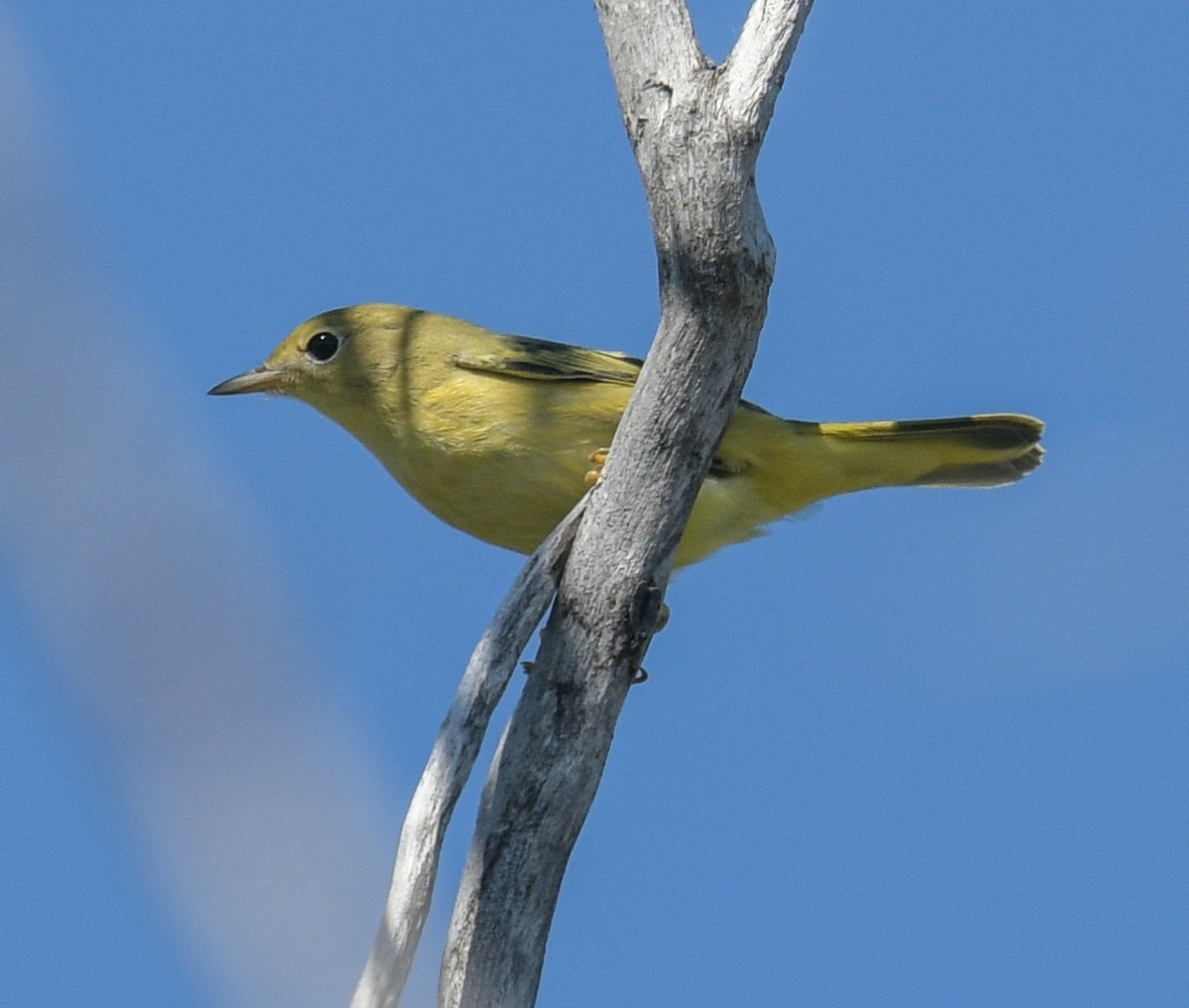 Yellow Warbler - Margaret Poethig