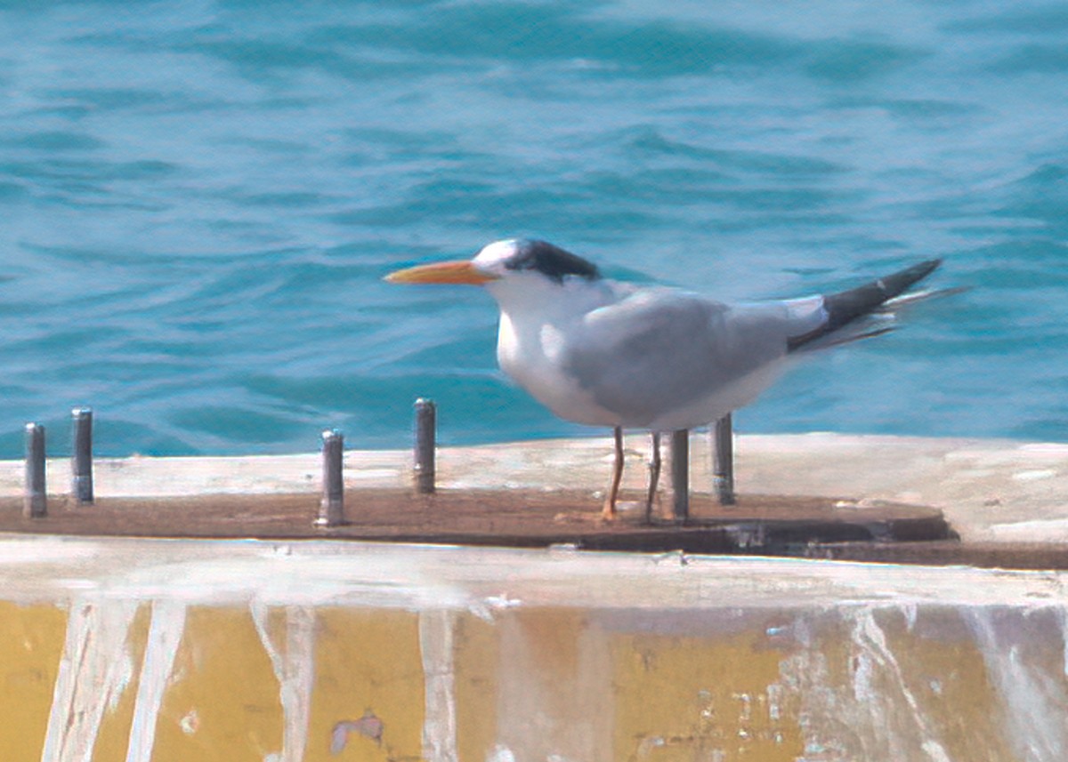 Royal Tern - ML608566170