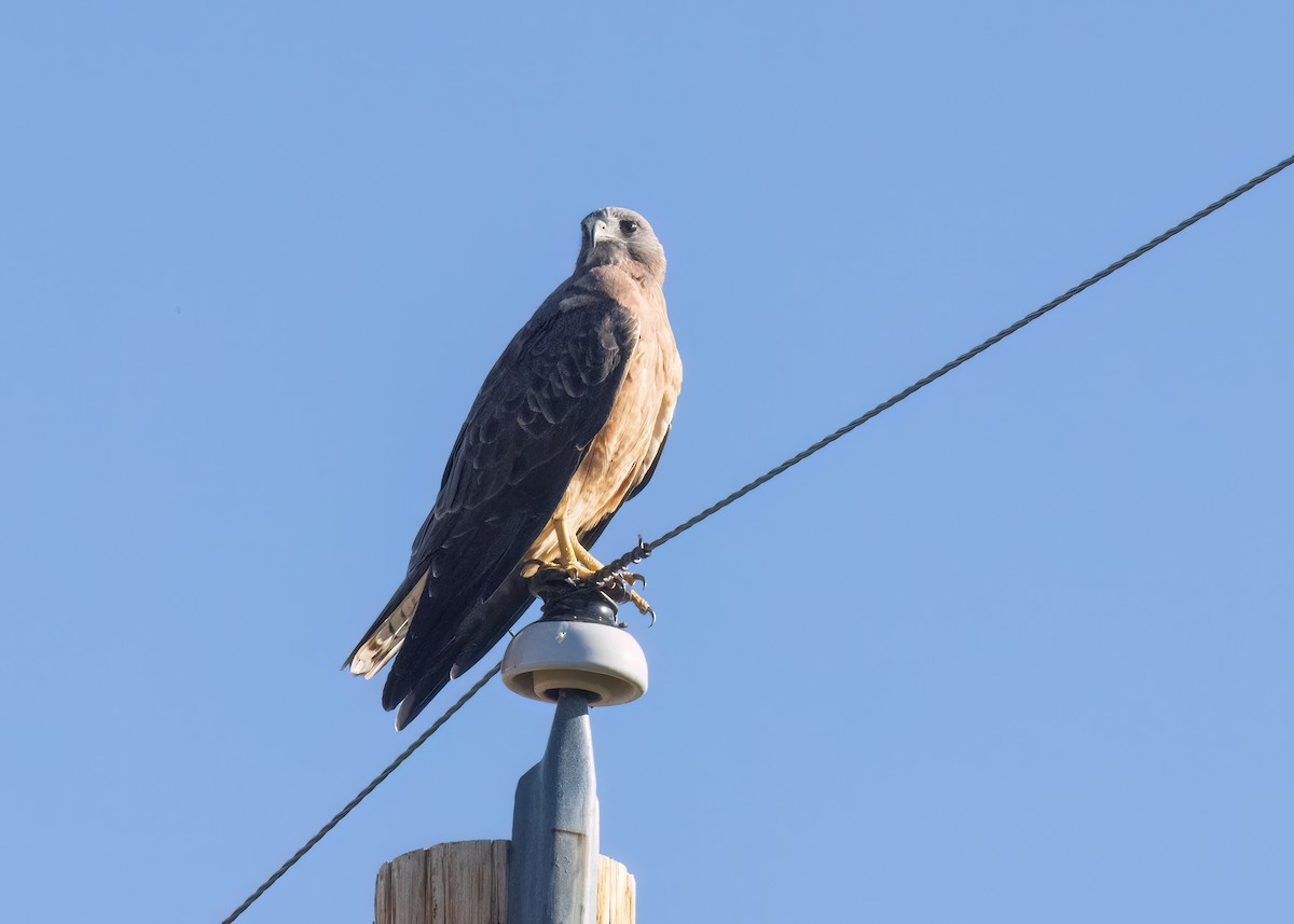 Swainson's Hawk - ML608566173