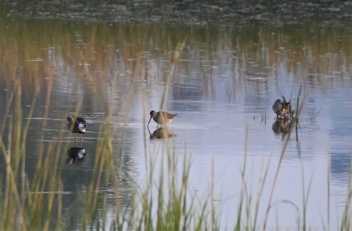 Short-billed Dowitcher - ML608566206