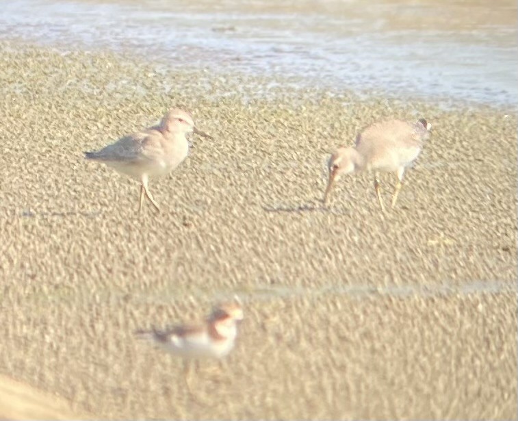 Red Knot - ML608566208