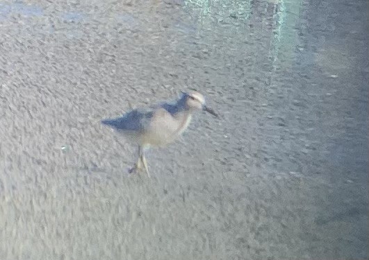 Red Knot - ML608566209