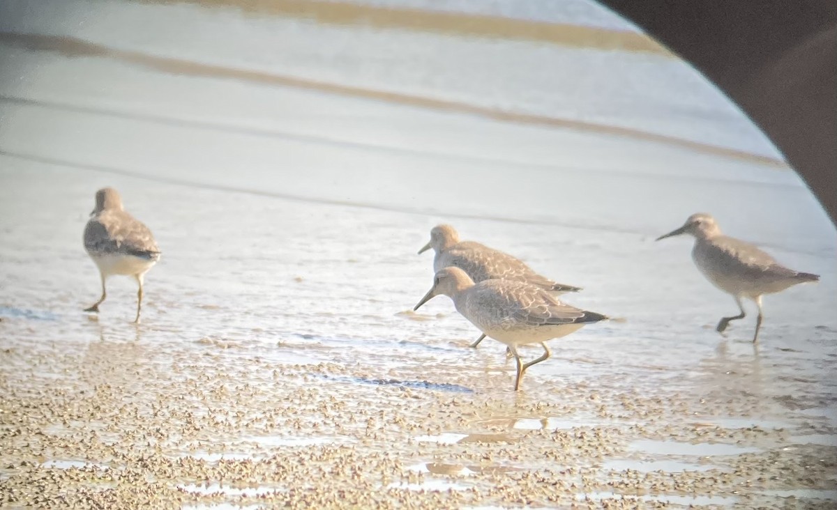 Red Knot - Brandon Brywczynski