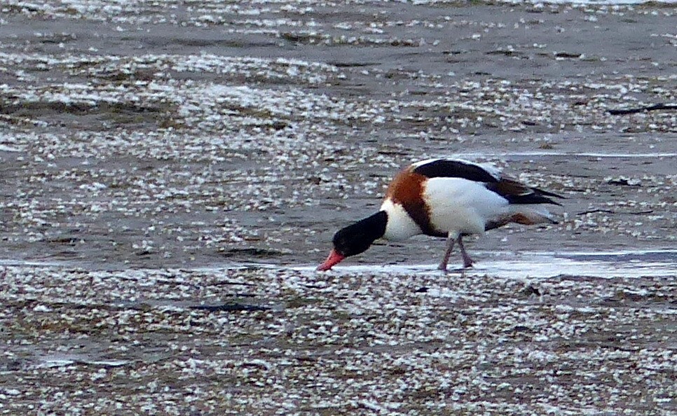 Common Shelduck - Pierre Fradette