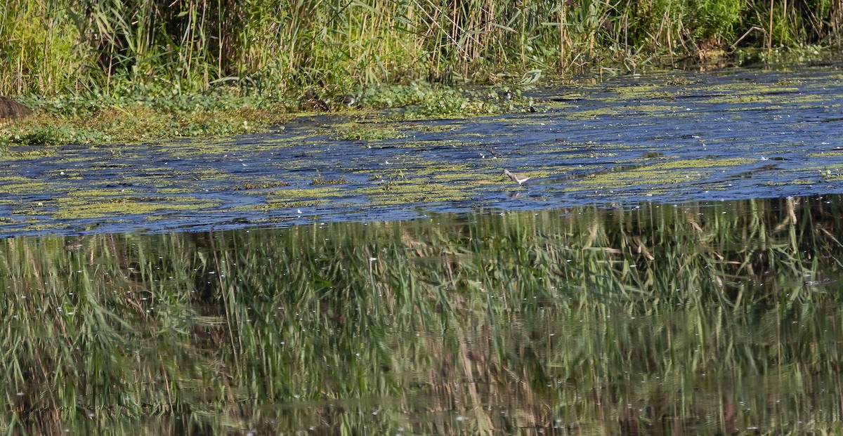 gulbeinsnipe - ML608566283