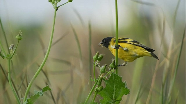 Hooded Siskin - ML608566287