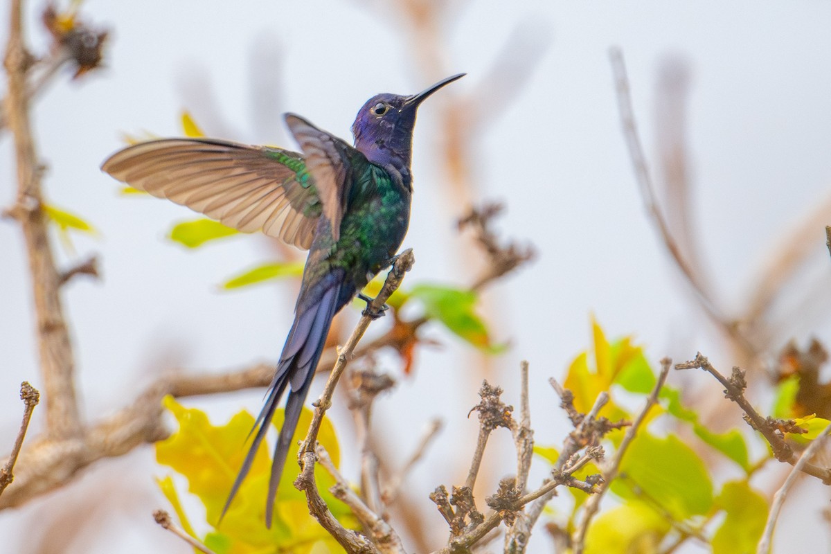 Swallow-tailed Hummingbird - ML608566413